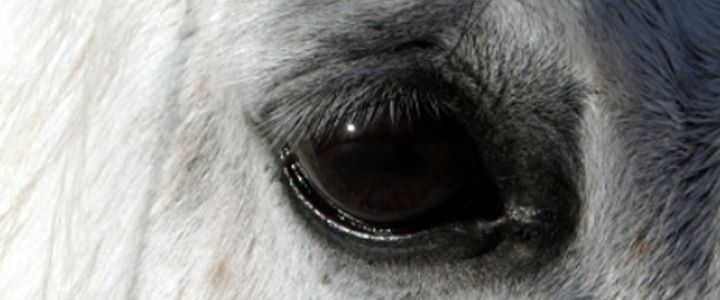 Nahmaufnahme Pferdeauge