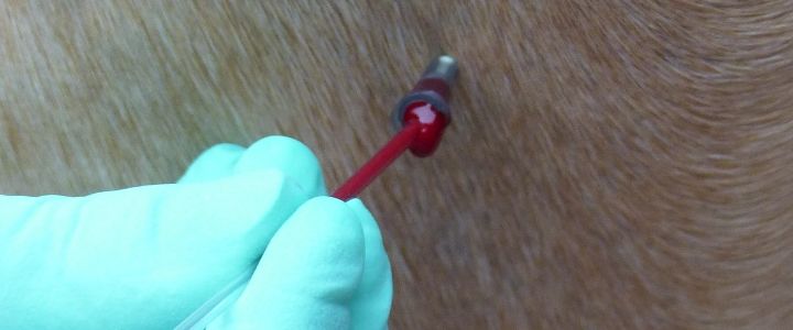 Teil der Blutentnahme