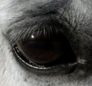 Nahmaufnahme Pferdeauge