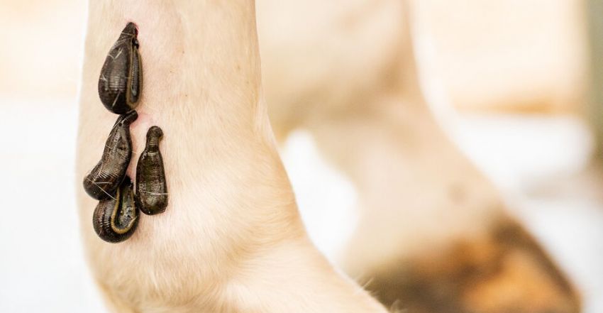 Mehrere Blutegel am Pferdebein bei Blugegeltherapie