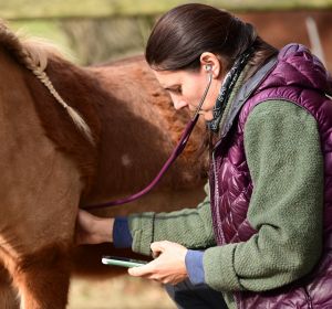 Tierärztin hört Herztöne ab