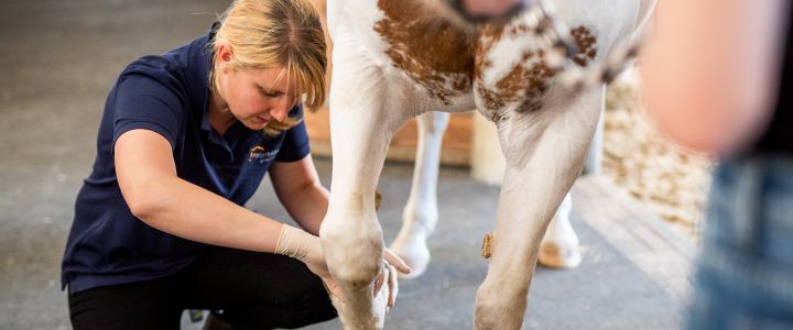 Untersuchung der Sehne